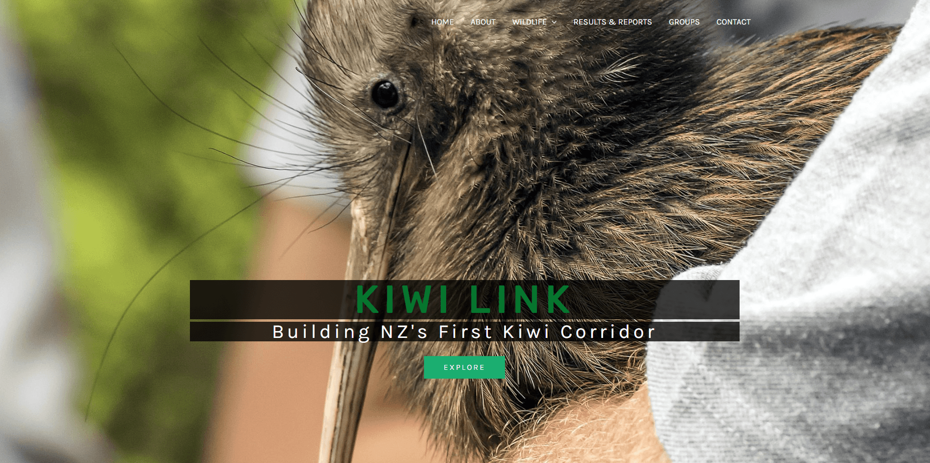 Kiwi Link